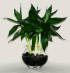 8 inch lotus bamboo.png